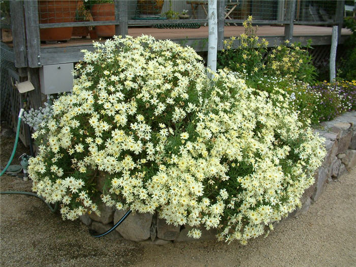 Plant photo of: Anthemis tinctoria
