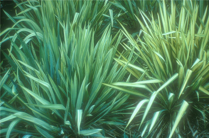 Plant photo of: Yucca filamentosa 'Golden Sword'