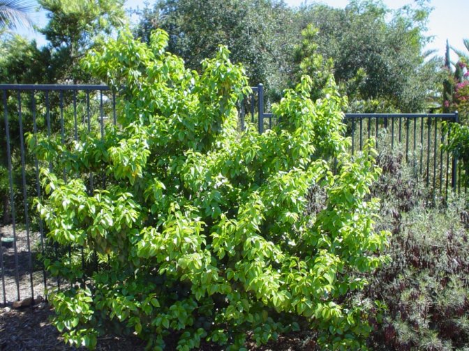 Prunus ilicifolia lyonii