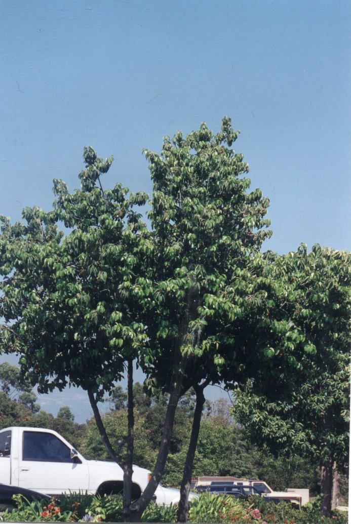 Plant photo of: Prunus ilicifolia lyonii