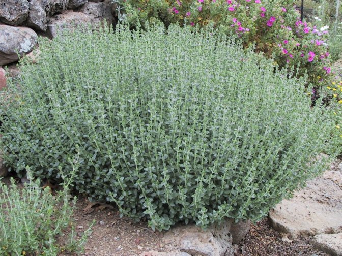 Plant photo of: Teucrium x lucidrys