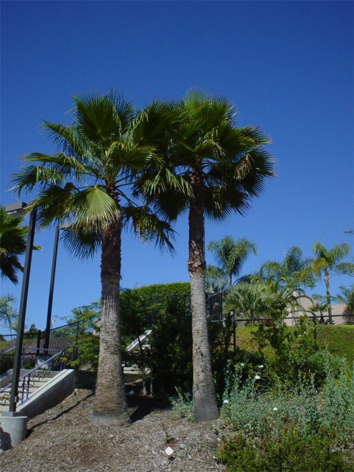 Plant photo of: Washingtonia robusta