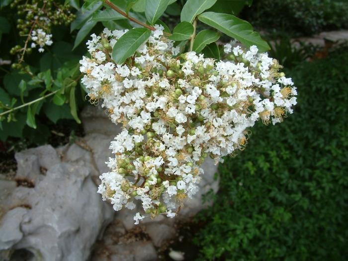 Plant photo of: Lagerstroemia 'Natchez'
