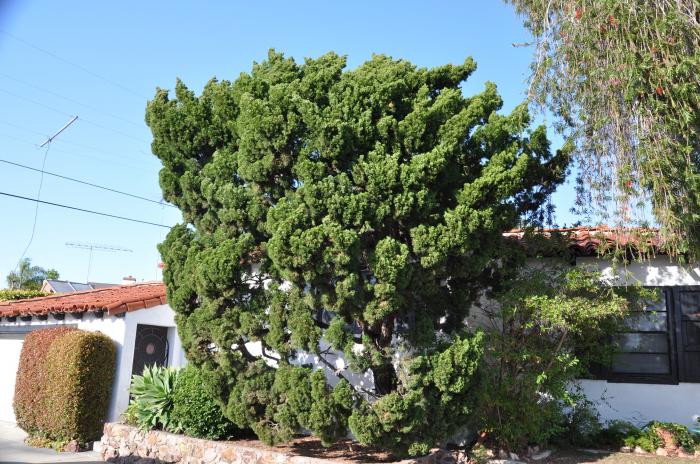Plant photo of: Juniperus chinensis 'Kaizuka'