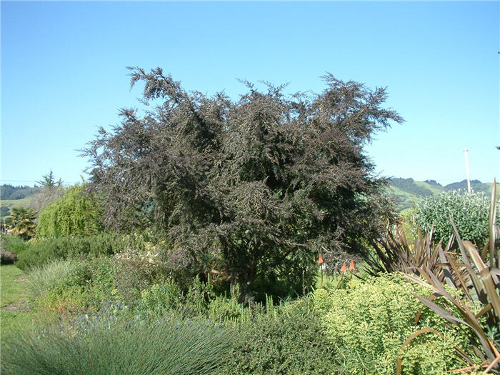 Purple Leaf Bailey Acacia