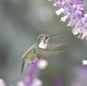 Attracts Hummingbirds