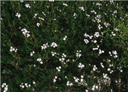 Verbena Hybrid White