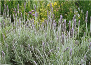 Candicans French Lavender