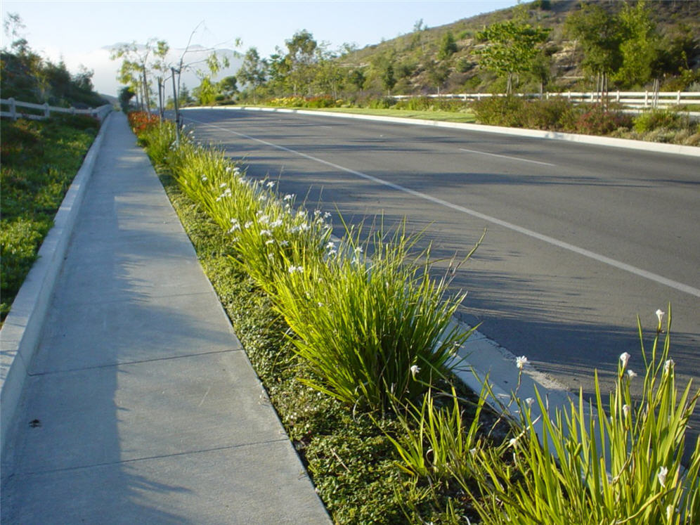 Parking Strip Dietes