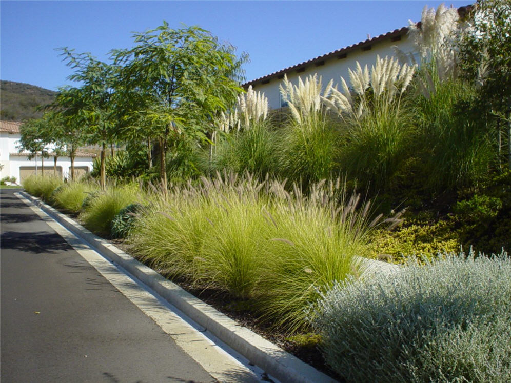 Parking Strip Tipuana Tipu and Grass