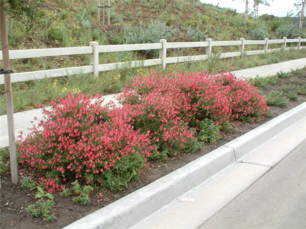 Parking Strip Salvia