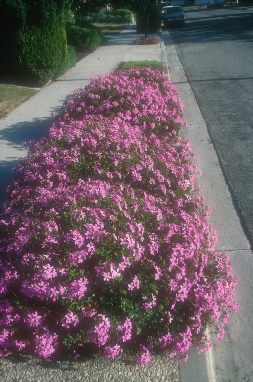 Parking Strip Gerianum