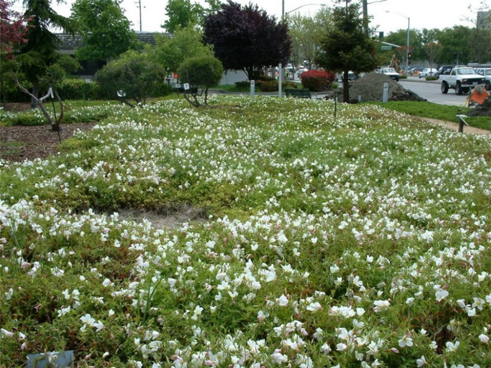 Dublin Demo Garden 2