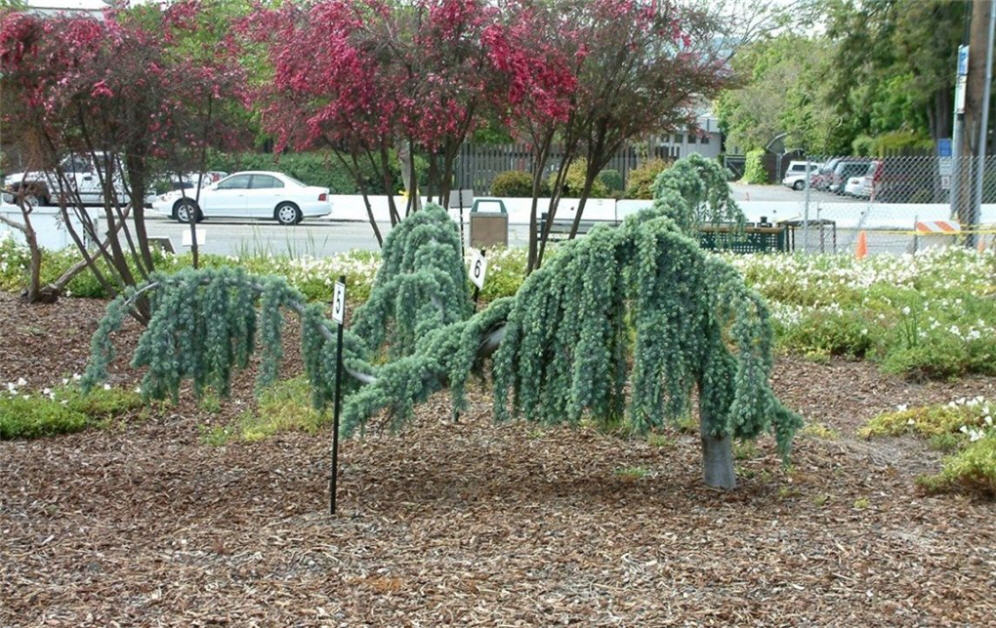 Dublin Demo Garden 1