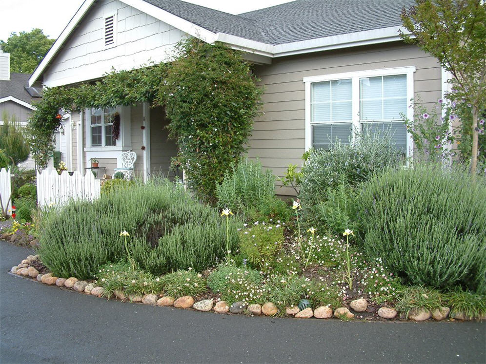 Lavender Garden