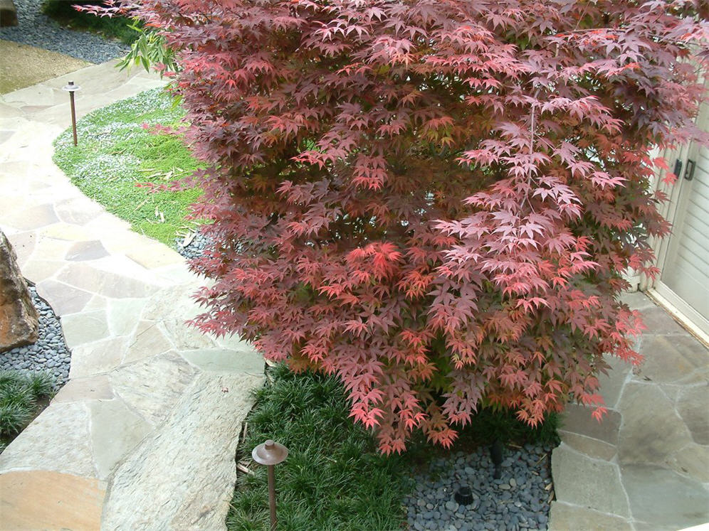 Courtyard View from Above