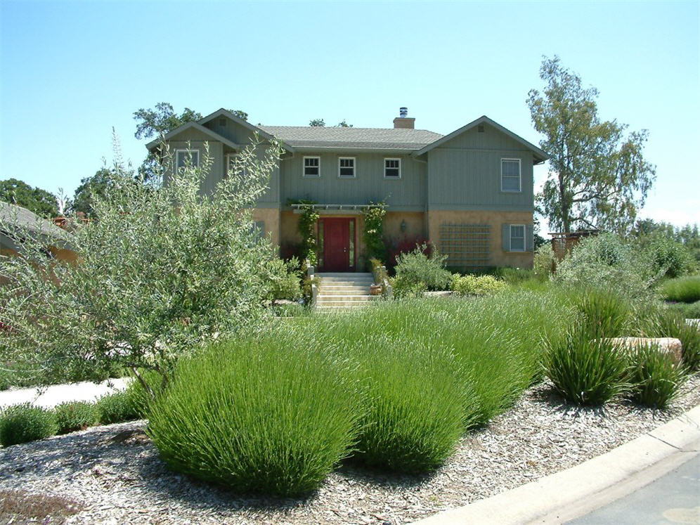 Lavenders and Olive