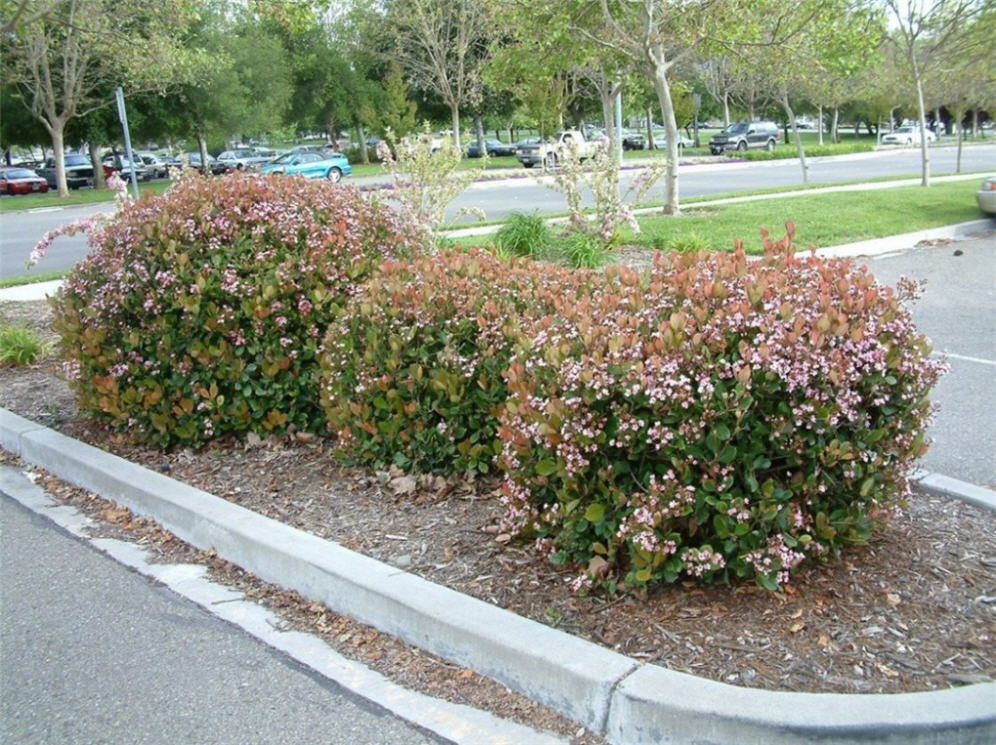 Indian Hawthorn Parking Lot Planting