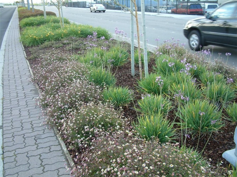 Livermore Median 1