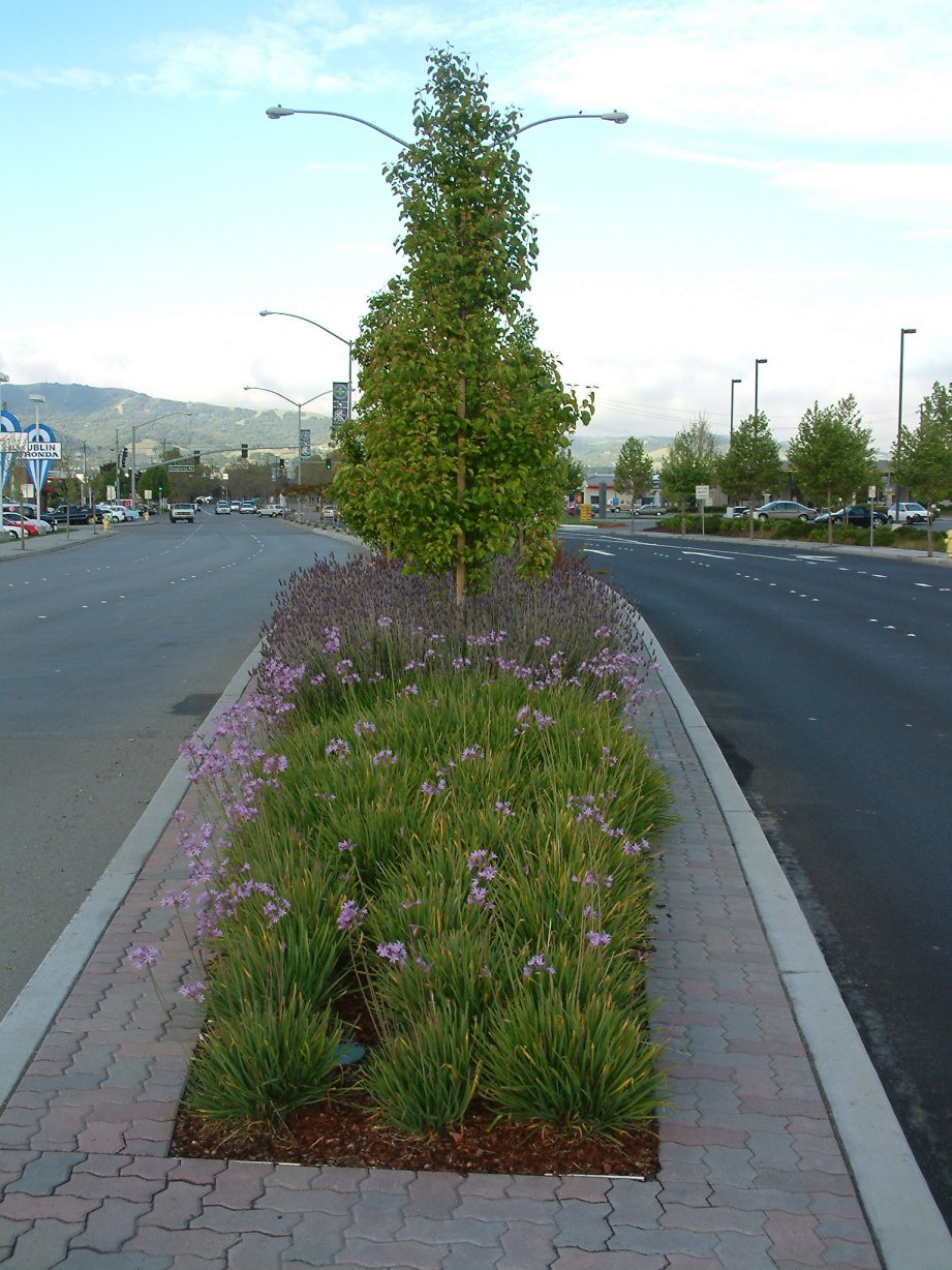 Median Planting and Brick