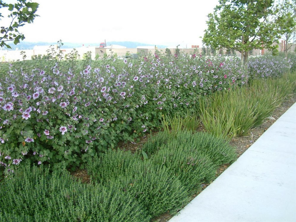 More Roadside Planting