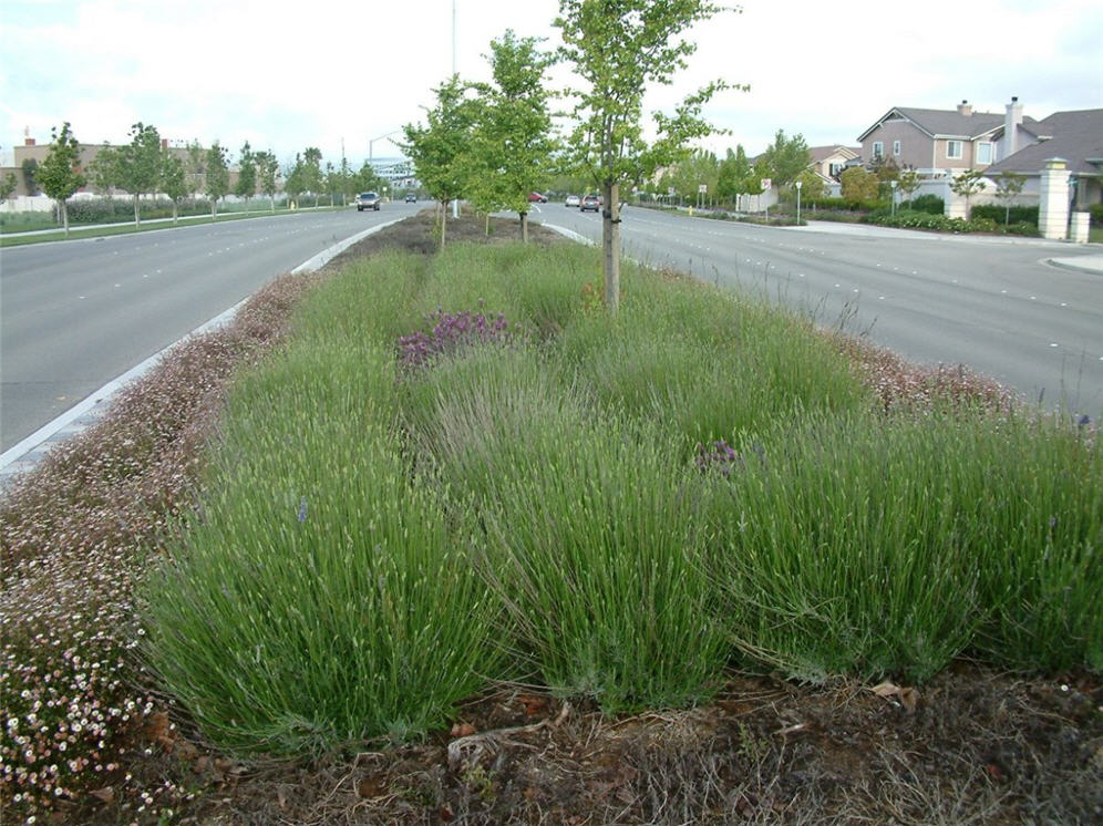 Lavender Median Strip