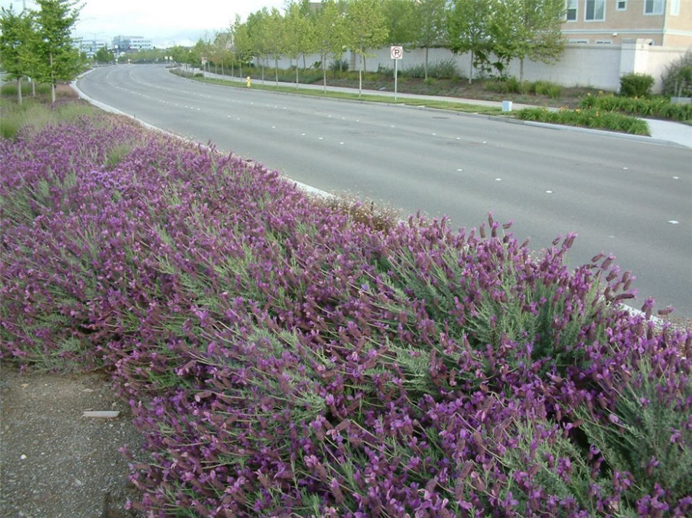 Spanish Lavender Detail