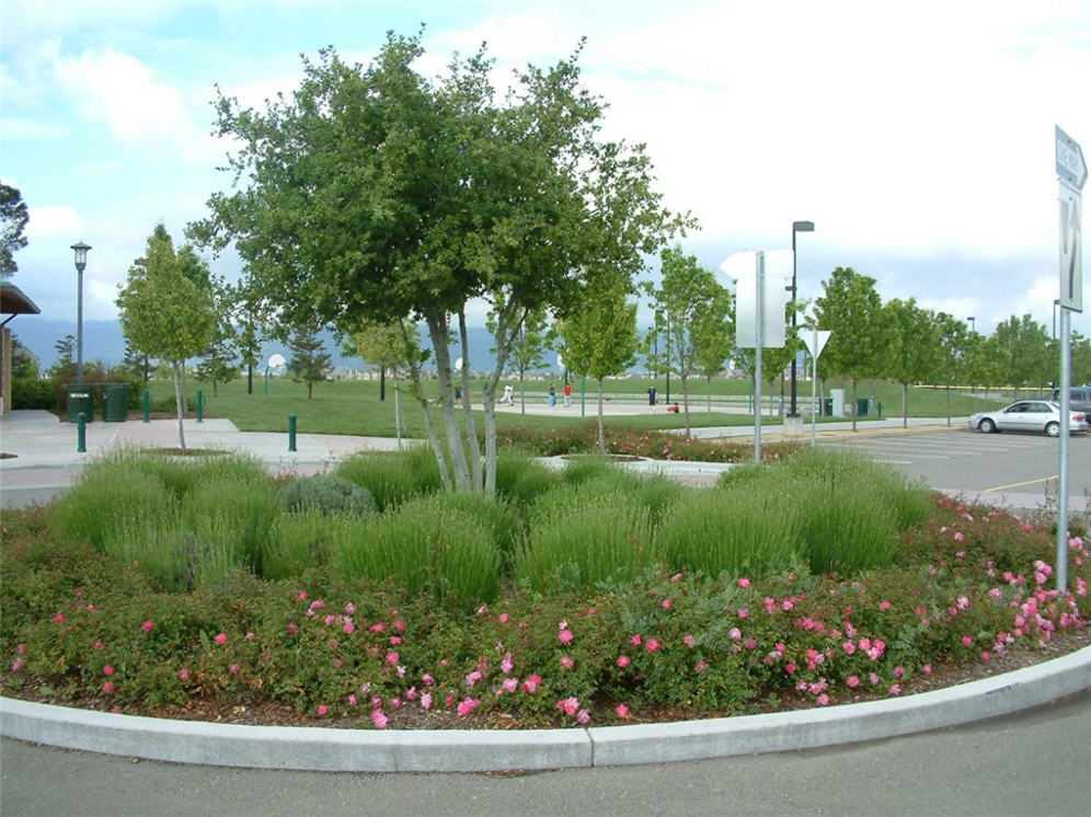 Park Planting 1