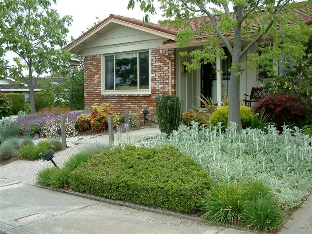 Lambs Ear Lawn Front Yard