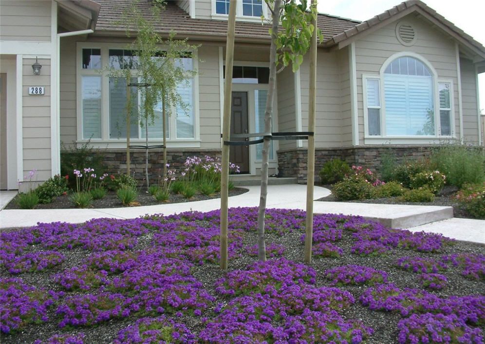 Verbena Fields