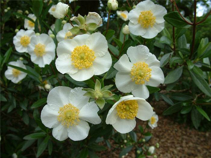 Plant photo of: Carpenteria californica