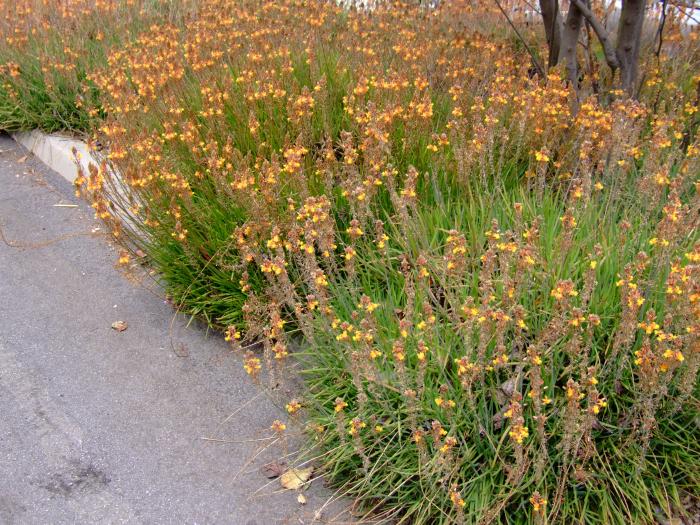 Plant photo of: Bulbine frutescens 'Hallmark'