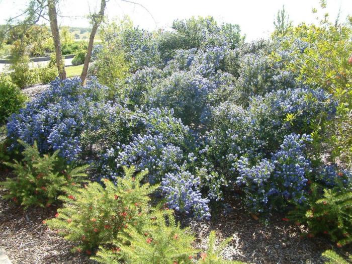 Plant photo of: Ceanothus 'Julia Phelps'