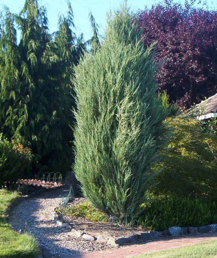 Plant photo of: Juniperus scopulorum 'Skyrocket'