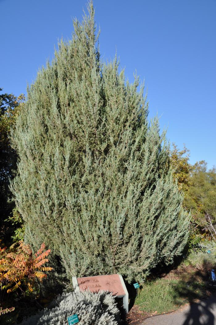 Plant photo of: Juniperus scopulorum 'Skyrocket'