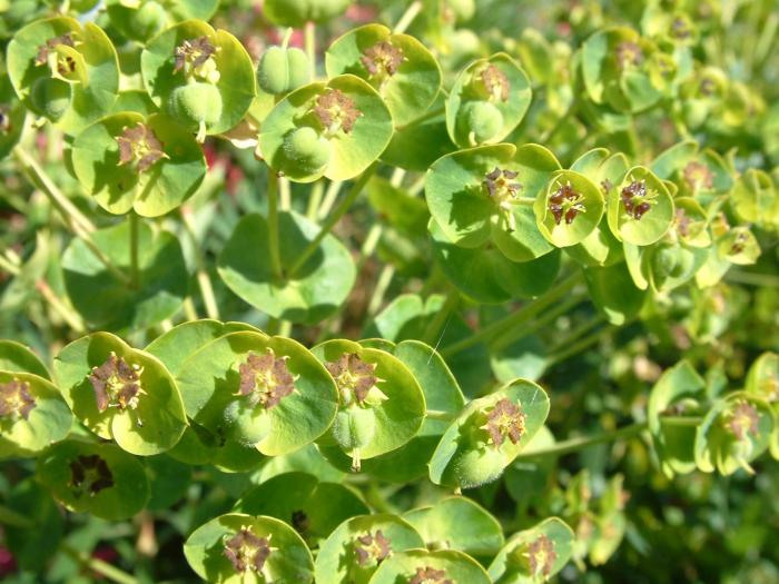 Plant photo of: Euphorbia characias