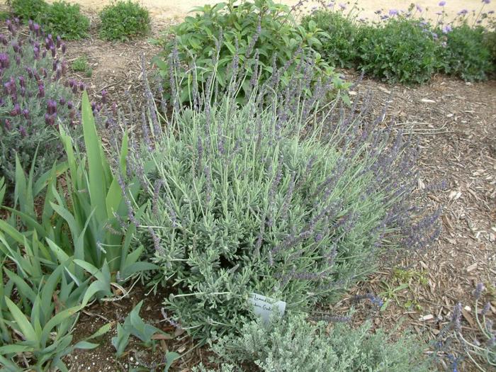 Plant photo of: Lavandula 'Goodwin Creek Grey'