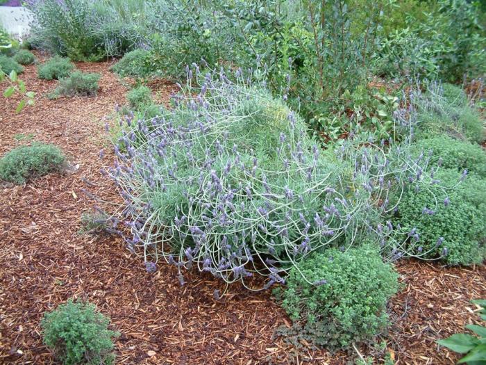 Plant photo of: Lavandula 'Goodwin Creek Grey'