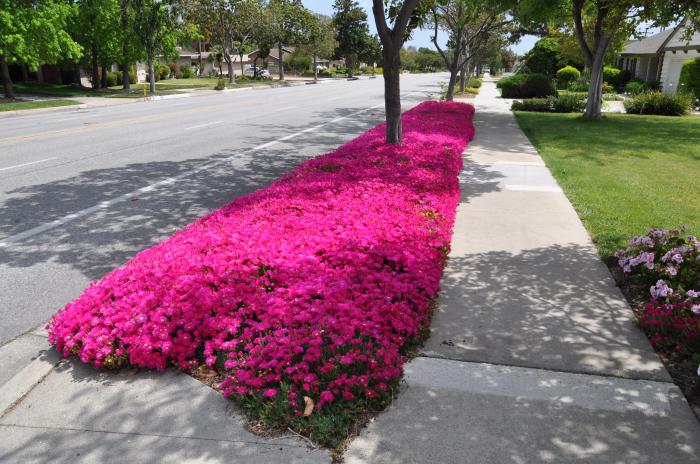 Plant photo of: Lampranthus productus