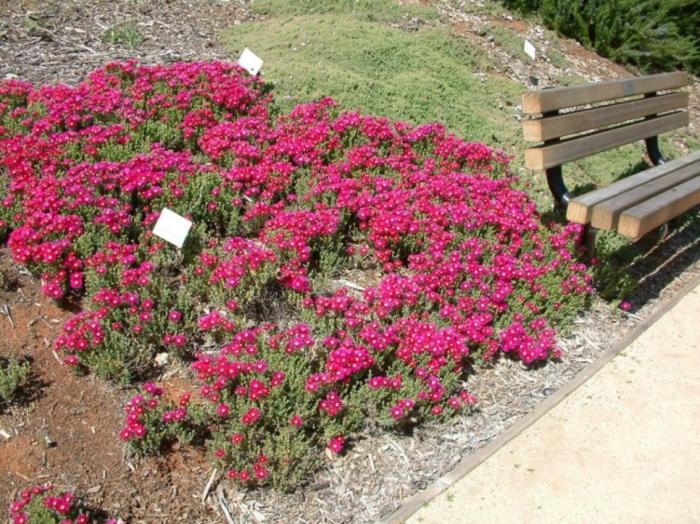 Plant photo of: Lampranthus productus