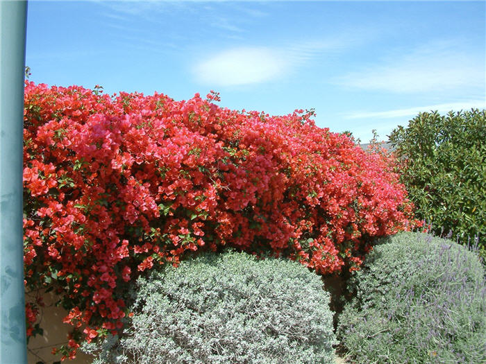 Plant photo of: Bougainvillea 'Rosenka'