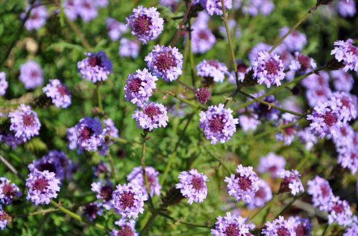 Plant photo of: Verbena lilacina 'De La Mina'