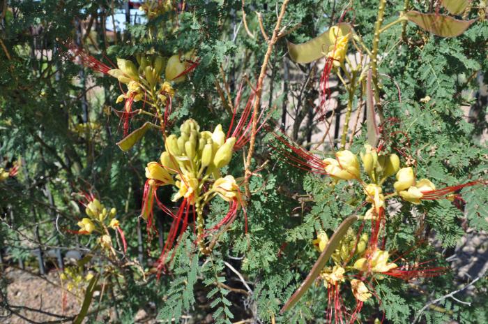 Plant photo of: Caesalpinia gilliesii