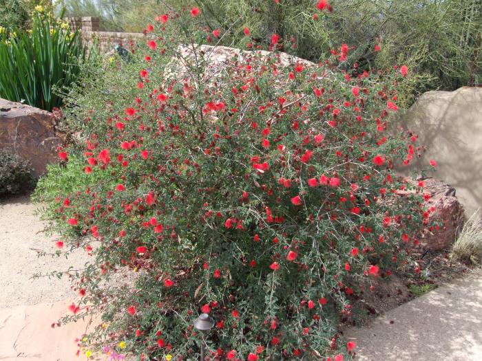 Plant photo of: Calliandra californica