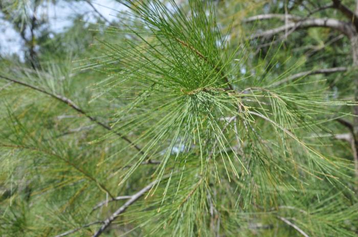 Plant photo of: Casuarina stricta