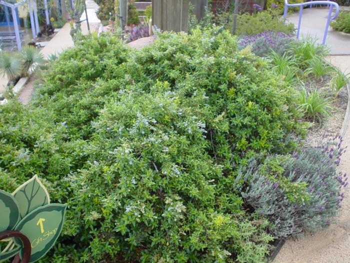 Plant photo of: Ceanothus 'Joyce Coulter'