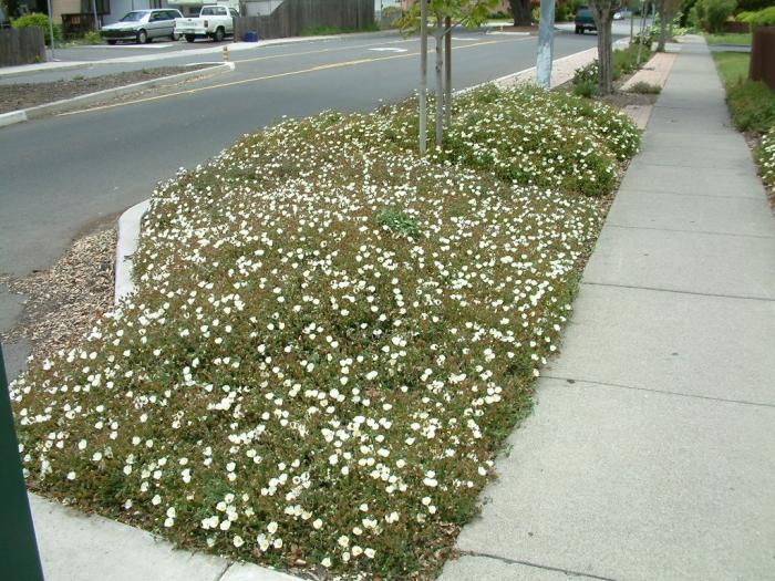 Plant photo of: Cistus salviifolius 'Prostratus'