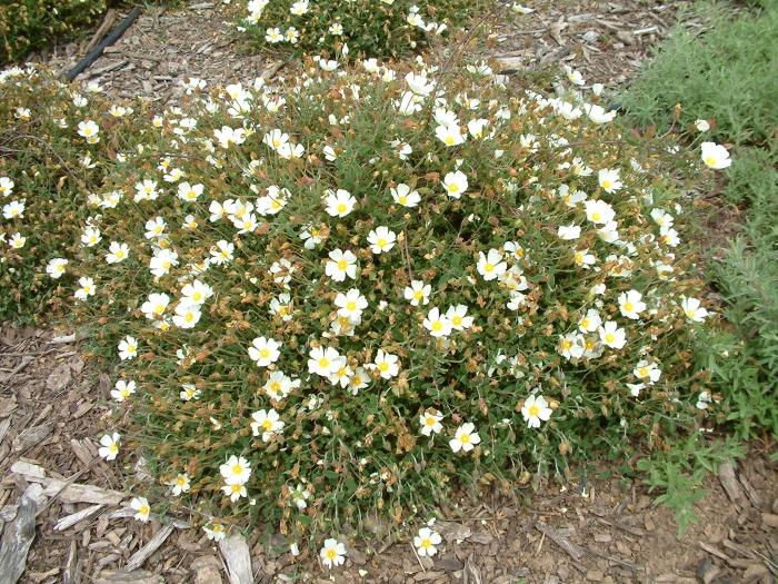 Plant photo of: Cistus salviifolius 'Prostratus'