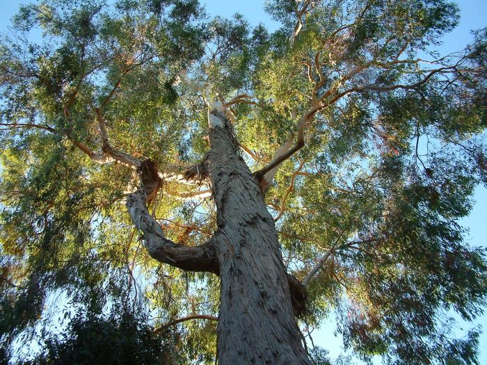 Plant photo of: Eucalyptus leucoxylon