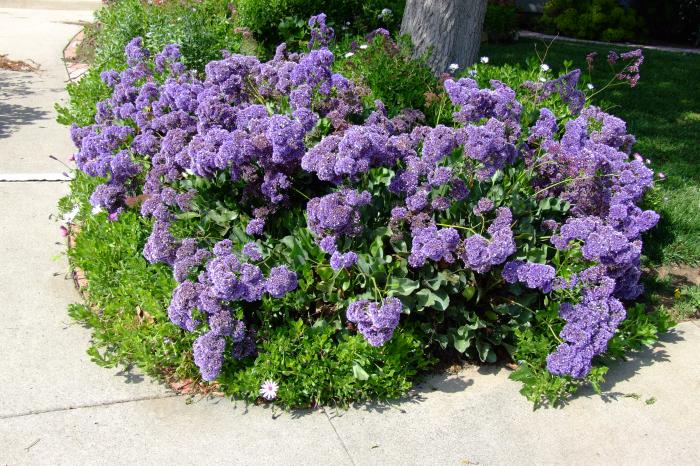 Plant photo of: Limonium perezii